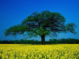 çınar ağacı özellikleri