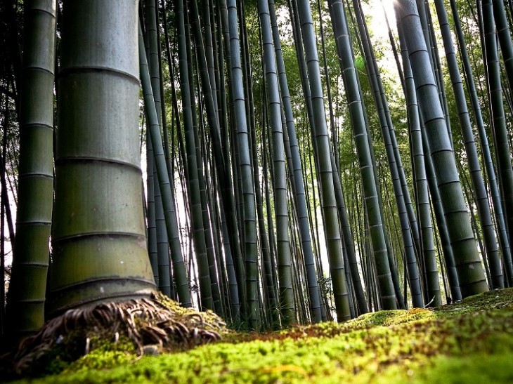 bambu ağacı nasıl yetişir