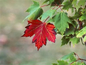 kırmızı çınar yaprağı