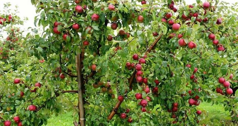 elma ağacı nasıl yetiştirilir, elma fidan seçimi
