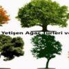 Türkiye'de Yetişen Ağaç Türleri ve Faydaları