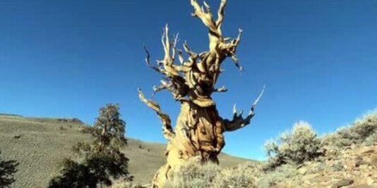 Dünyanın En Eski En Yaşlı Ağacı Methuselah