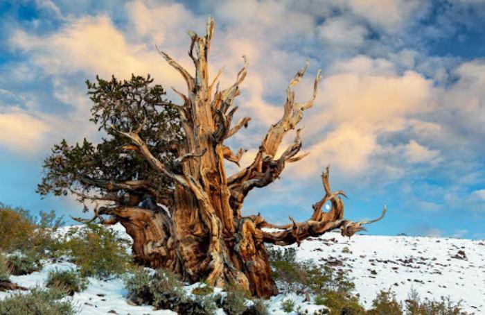 dünyanın en yaşlı ağacı methuselah